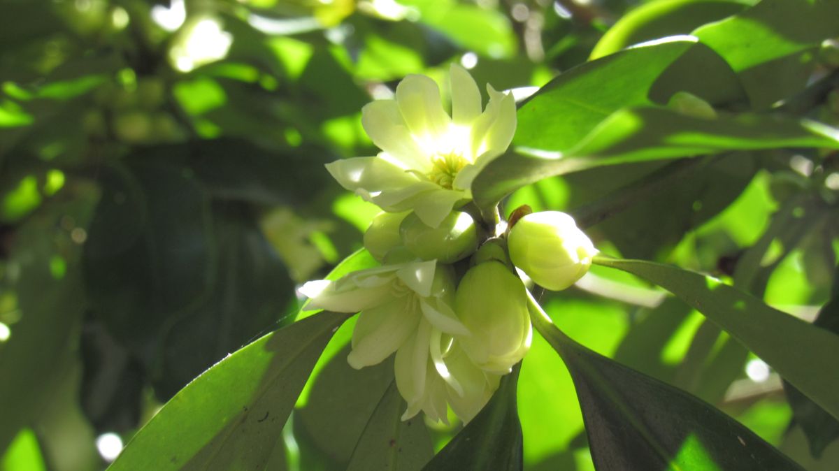 シキミの花