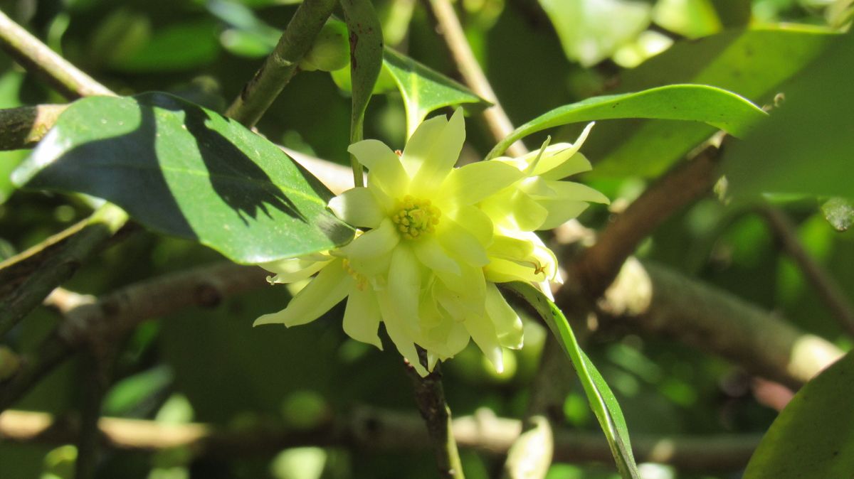 シキミの花