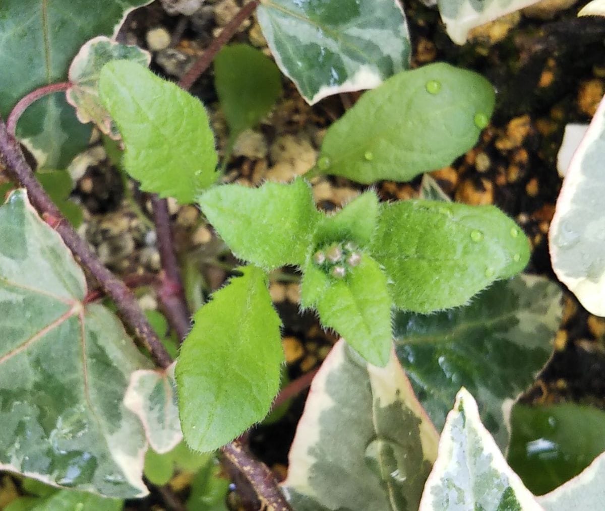 謎の芽　本葉7枚目