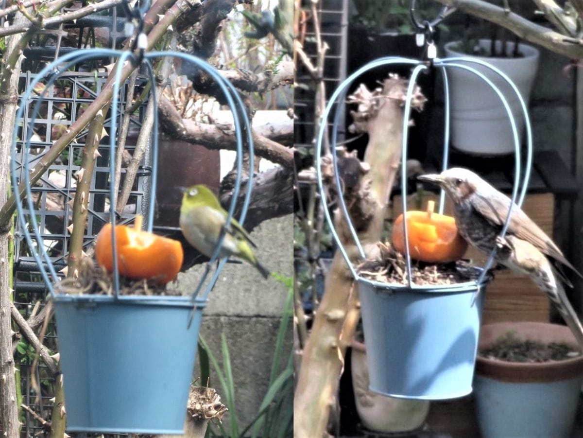 今年最後の🐦メジロと🐦ヒヨドリくん