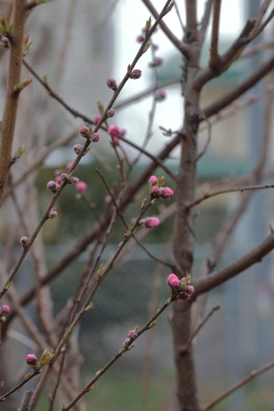 花が咲いても台木じゃね～