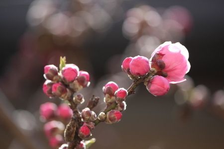 咲き始めました🌸