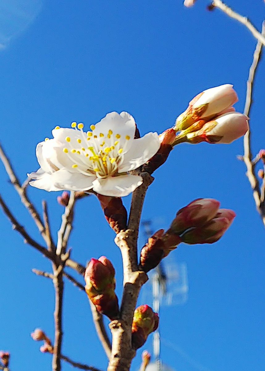 さくらんぼ🍒の花が咲き始めました🌿