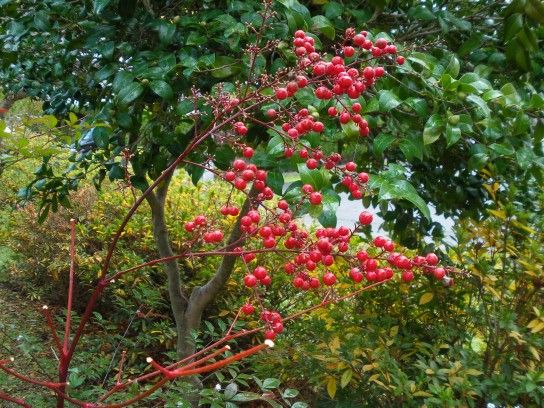 クリスマスイブの園芸産業