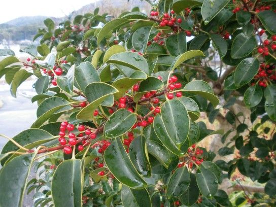 クリスマスイブの園芸産業