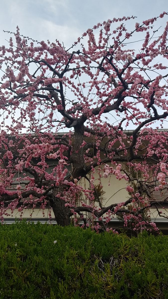 3月。お雛様には、桃の花です。💗