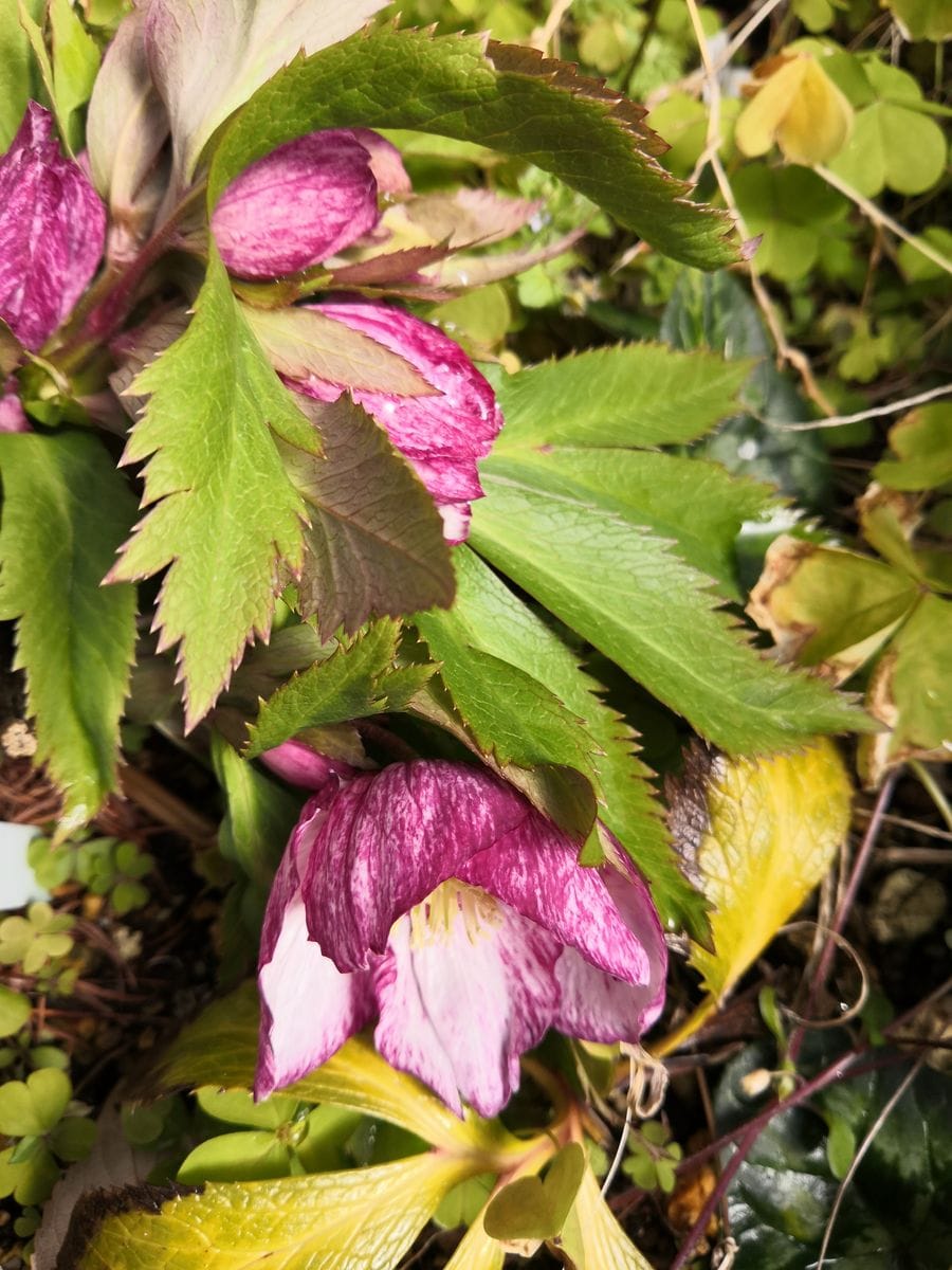 チベタヌス交配５年目の開花