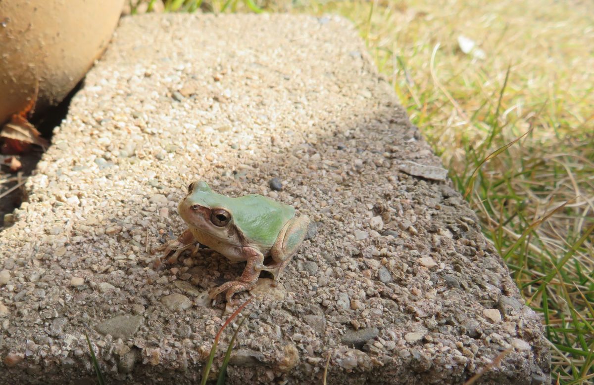 寝とぼけカエル