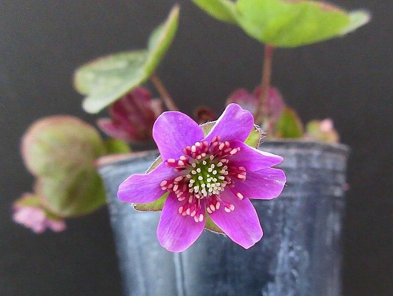 そろそろ花終わりの雪割草