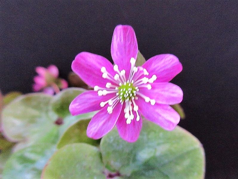 そろそろ花終わりの雪割草