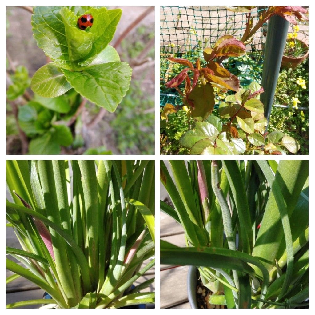 紫陽花の葉にテントウムシ！