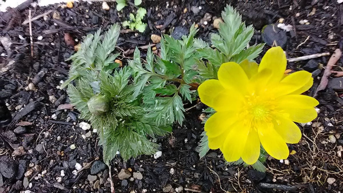 由愛(ゆめ)の花日記♪