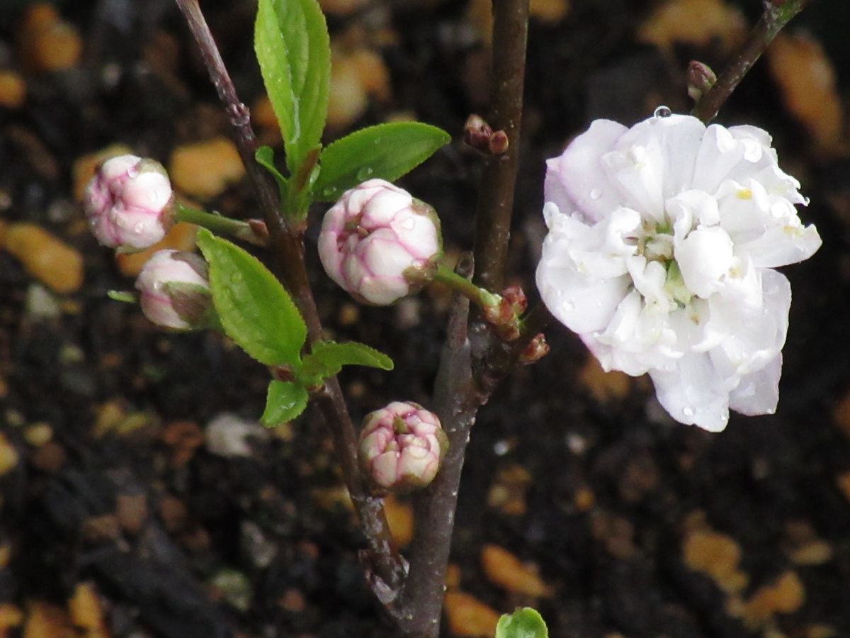 由愛(ゆめ)の花日記♪