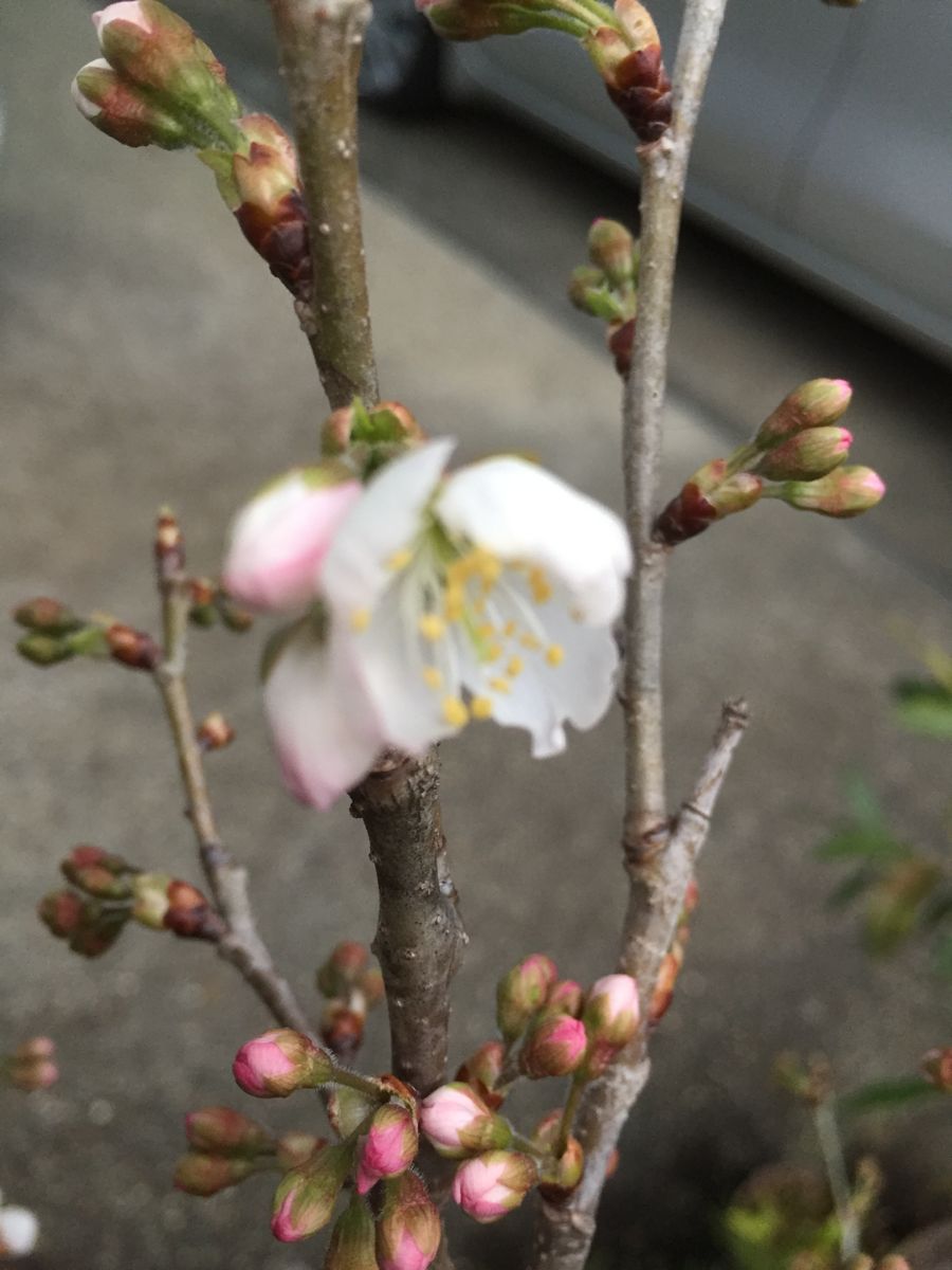 ちらほらと咲き始めました🌸