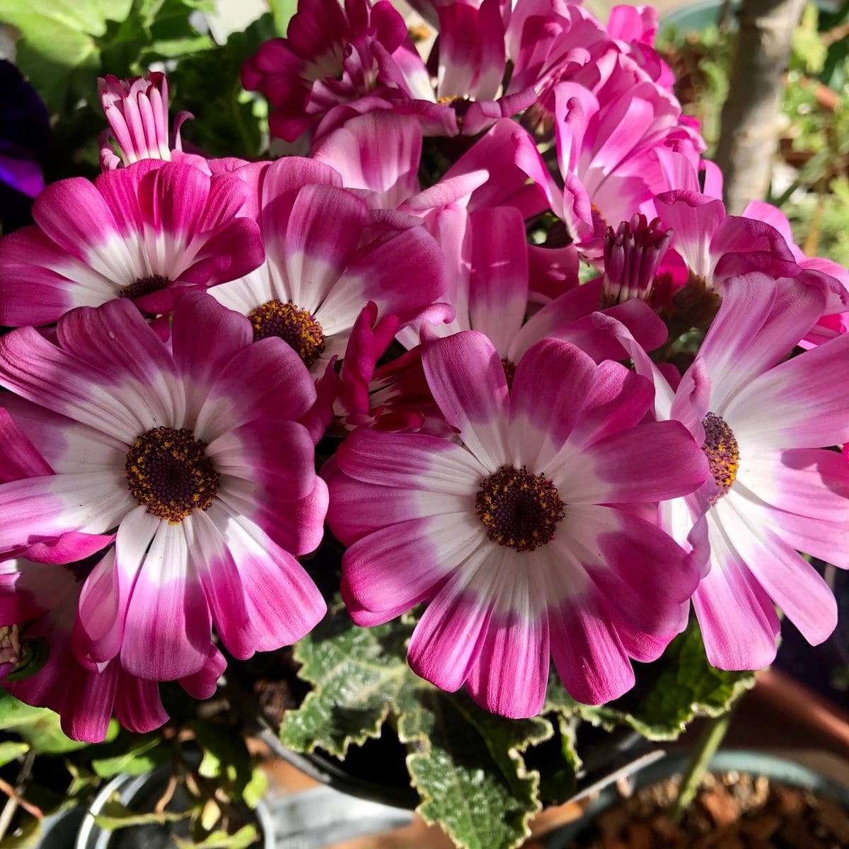 パリのお花屋さんみたいに