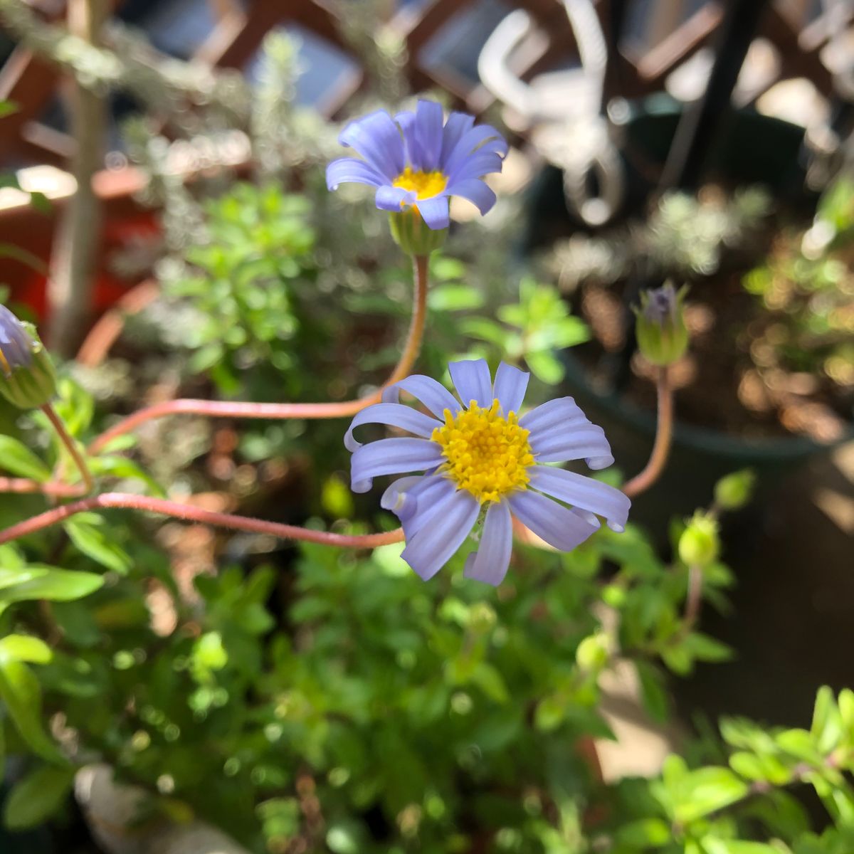 パリのお花屋さんみたいに