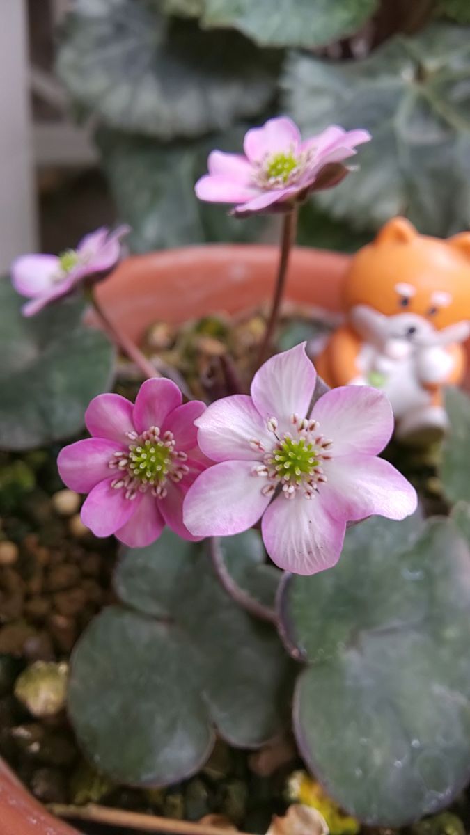 今日の庭  ピンク色 ～ 3月1日