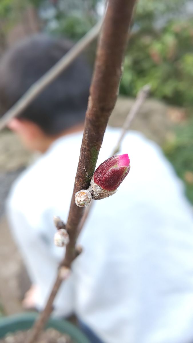 今日の庭  ピンク色 ～ 3月1日