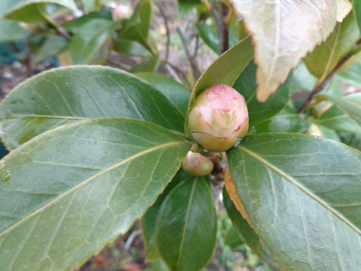 蕾、新芽、種(^^)