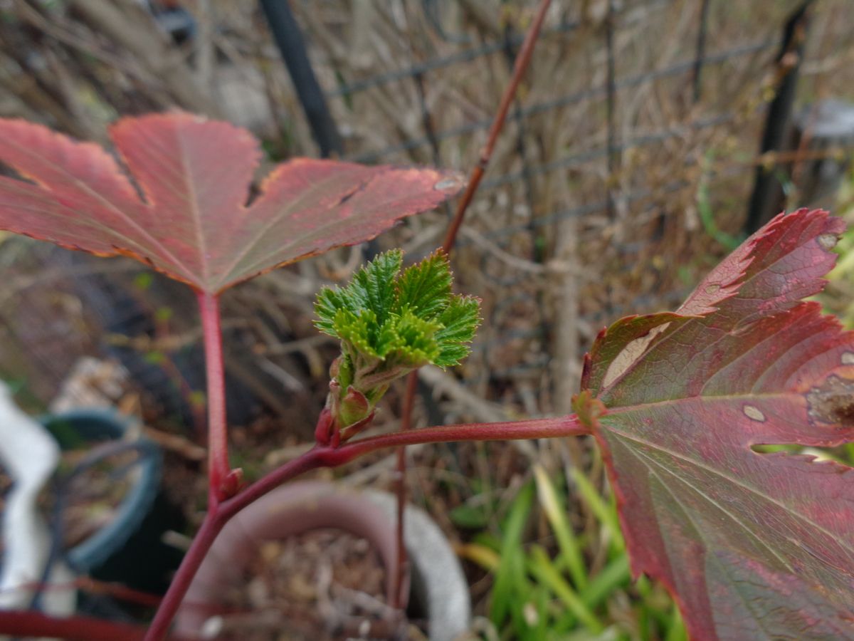 蕾、新芽、種(^^)