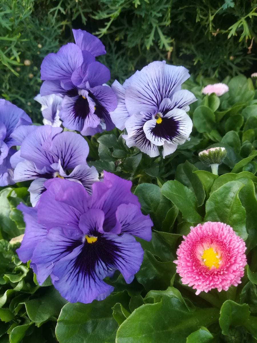 我が家の花🌷今日の様子