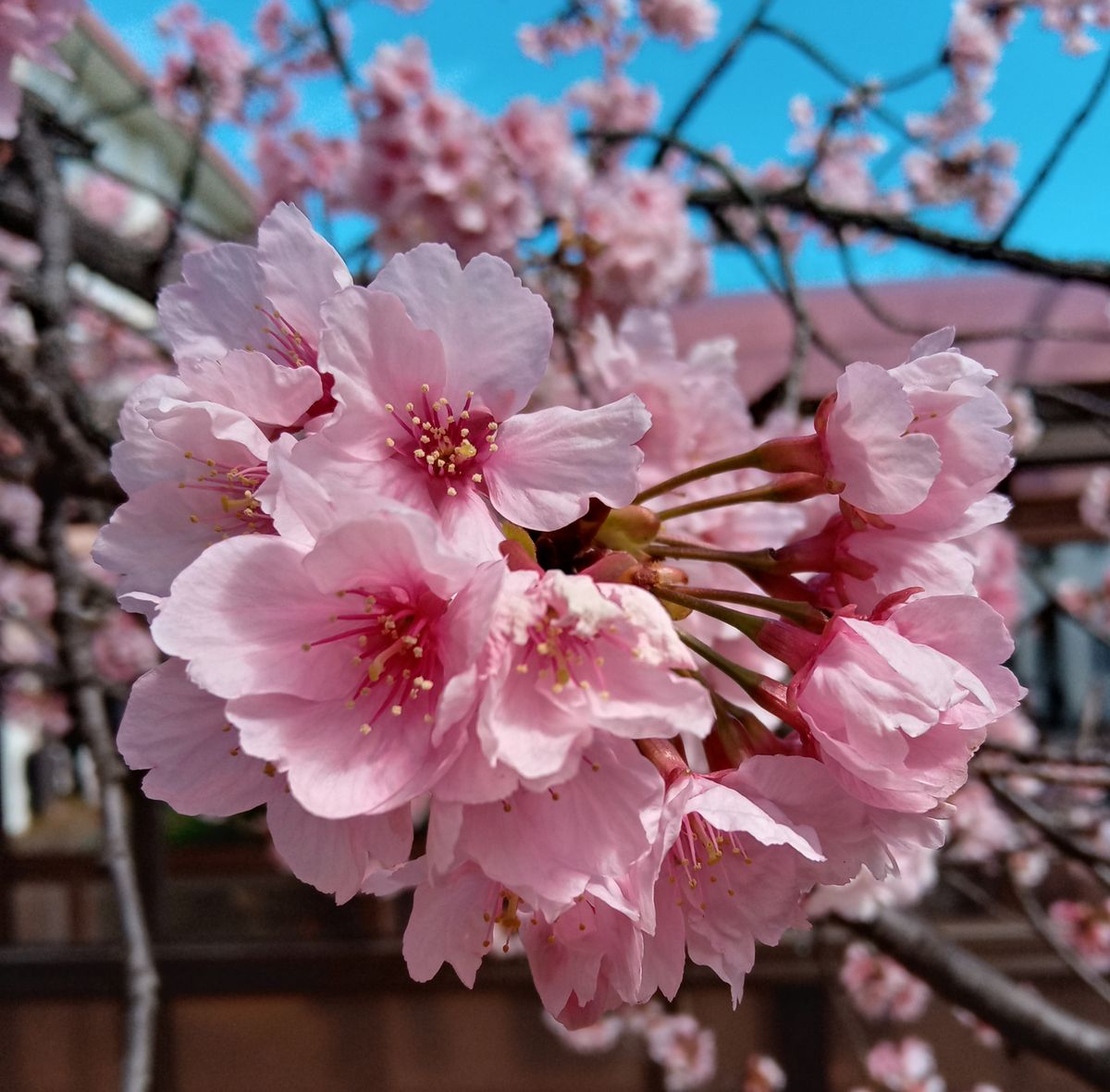 早咲きの桜