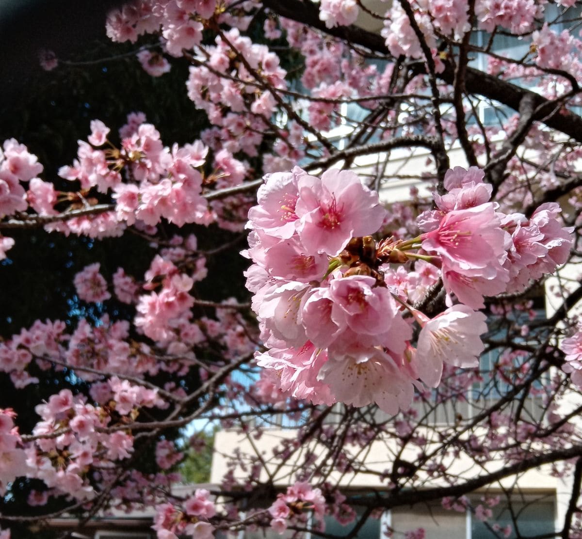 早咲きの桜