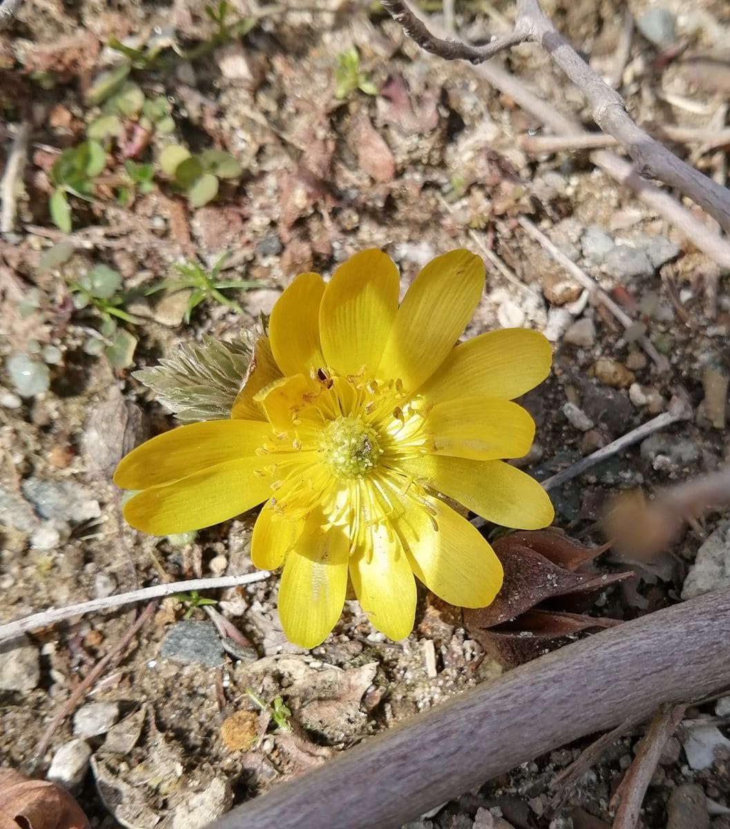 庭に福寿草が咲きました💕