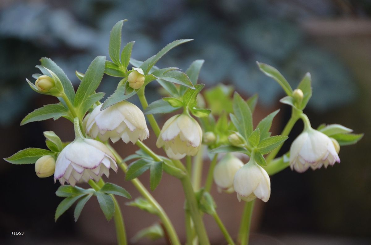 3月は…花盛り4