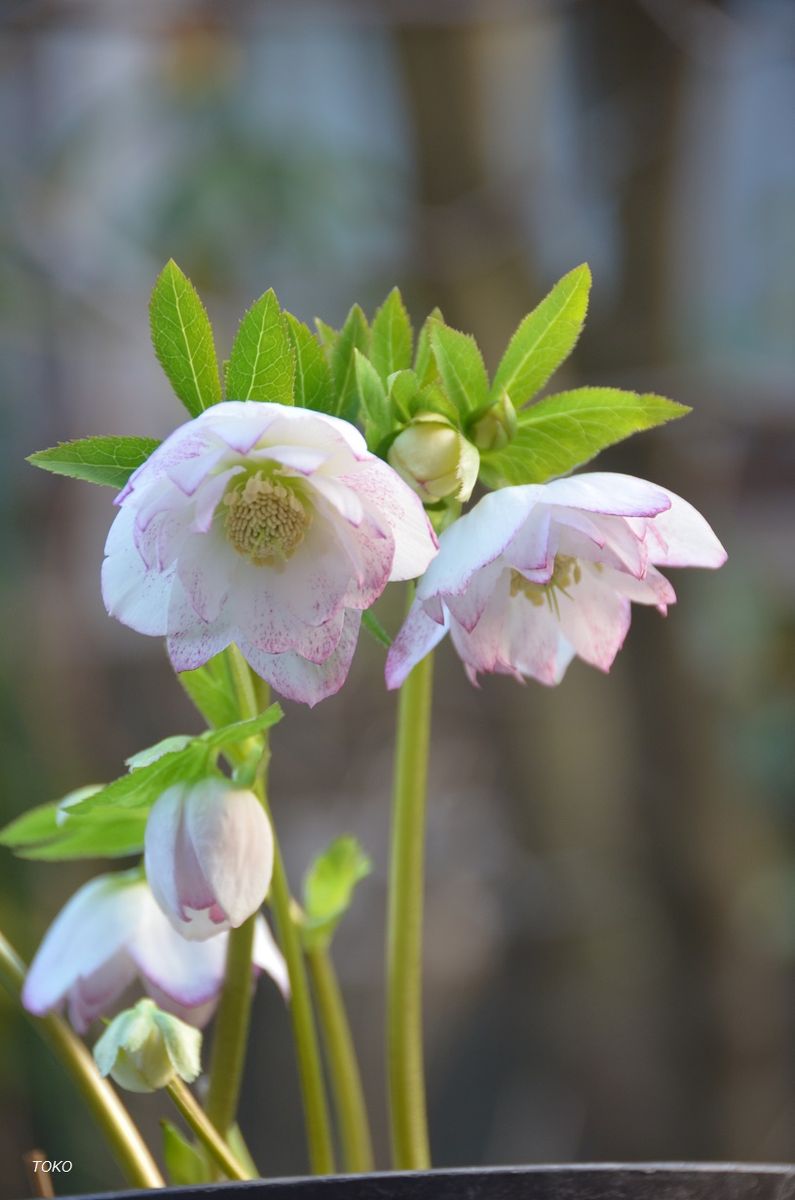 3月は…花盛り4