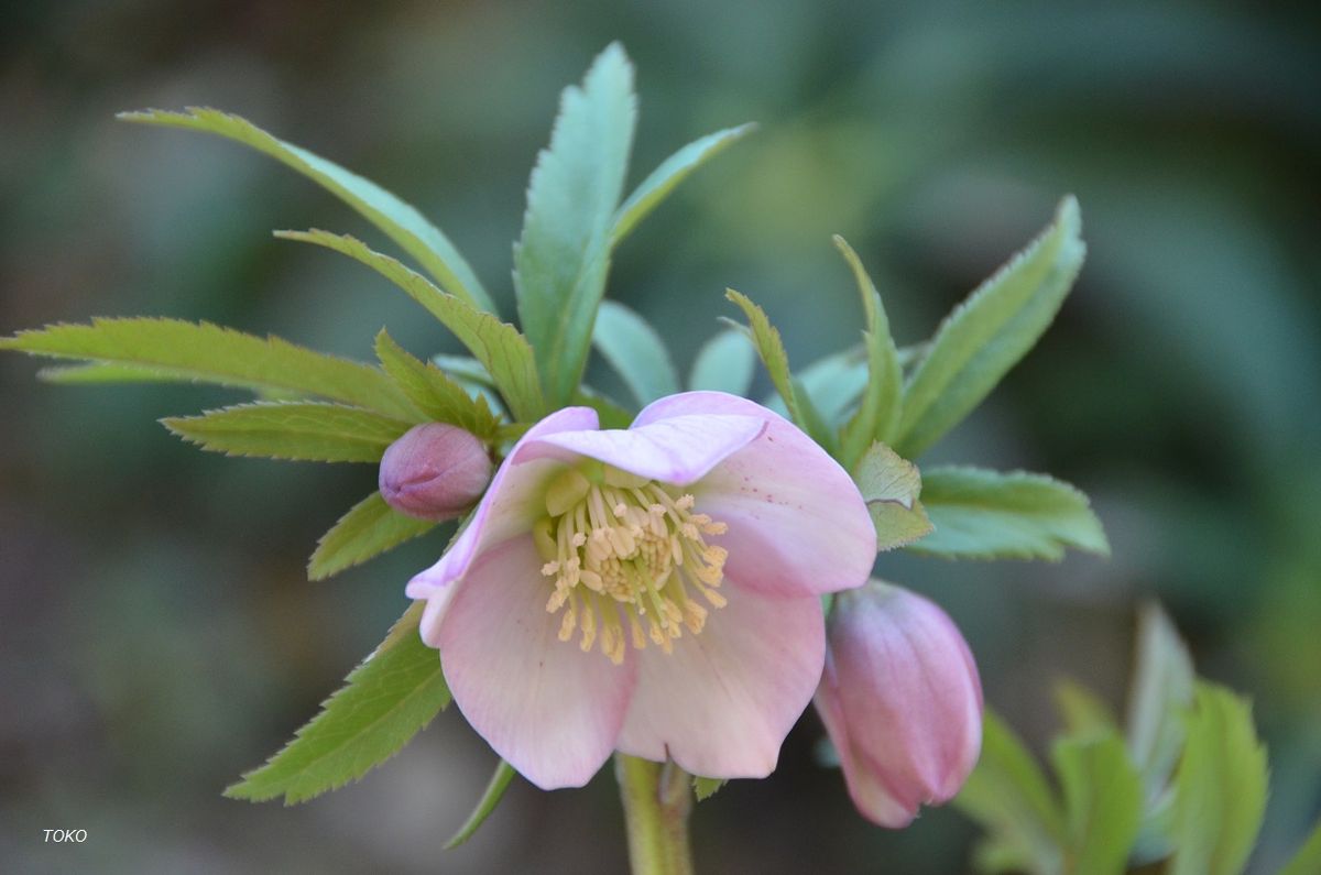  3月は…花盛り５