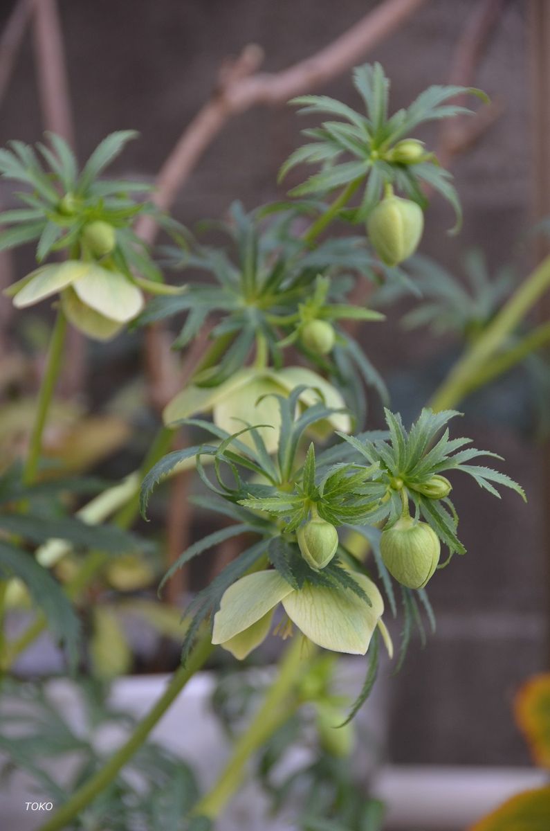 3月は…花盛り６