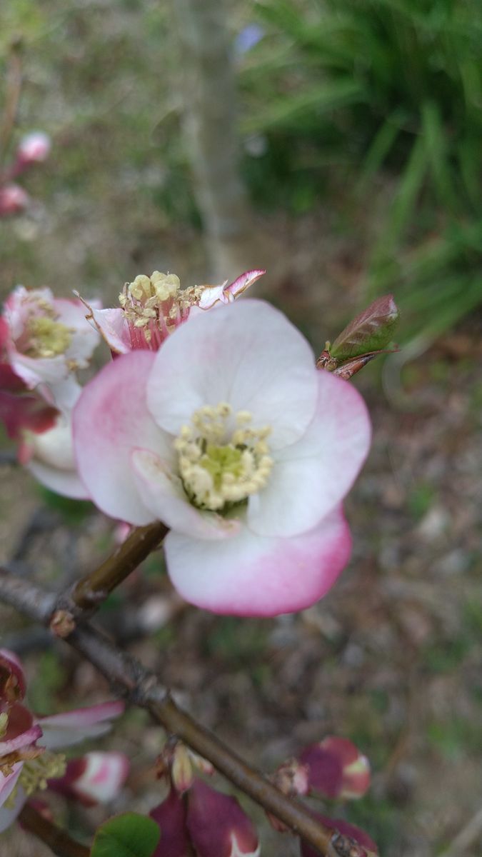 天下一の花