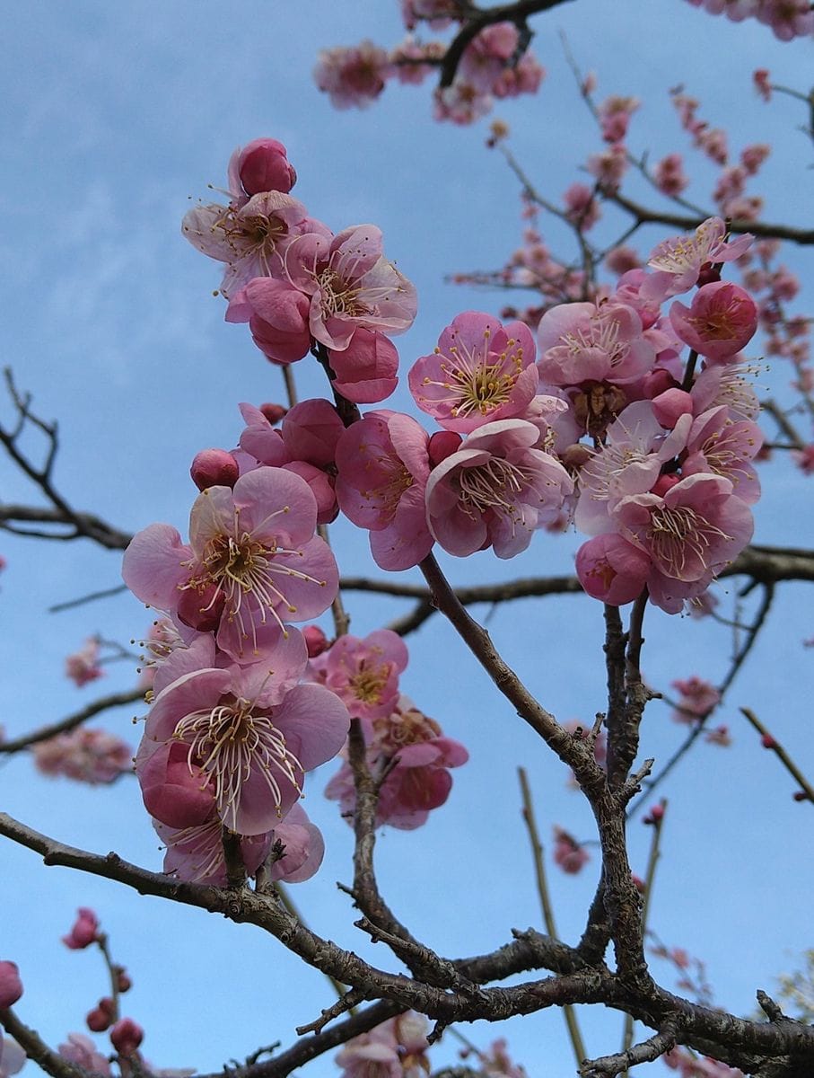 春を探しに🌸