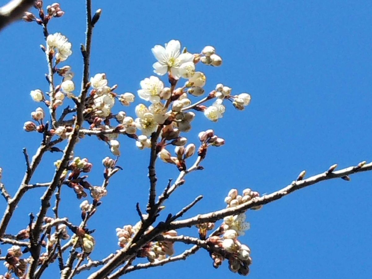 桜桃（おうとう）開花