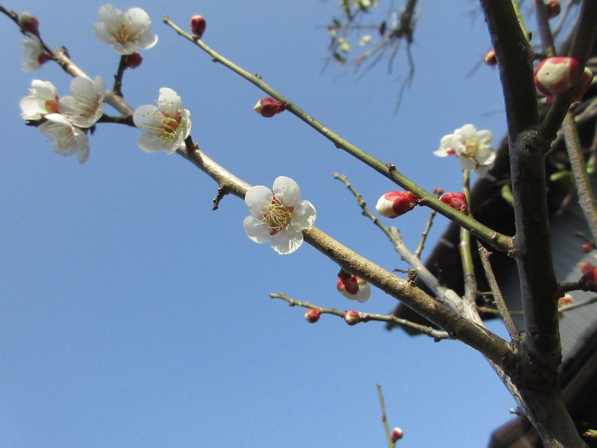 桜桃（おうとう）開花