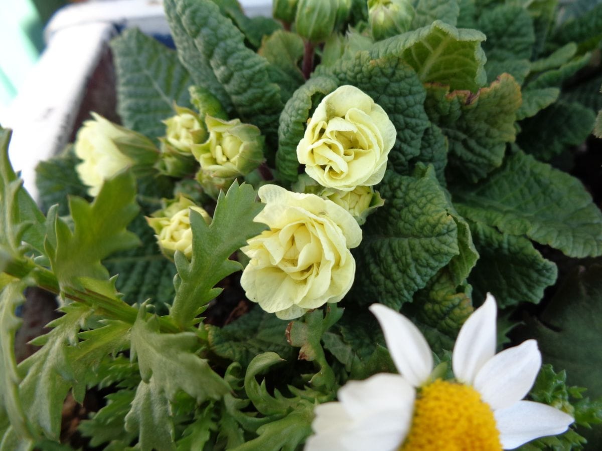 今日の花