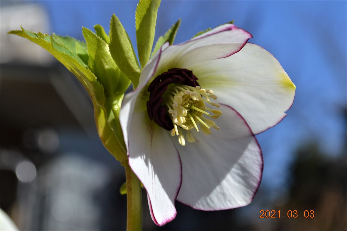 今咲いてる花　その１６