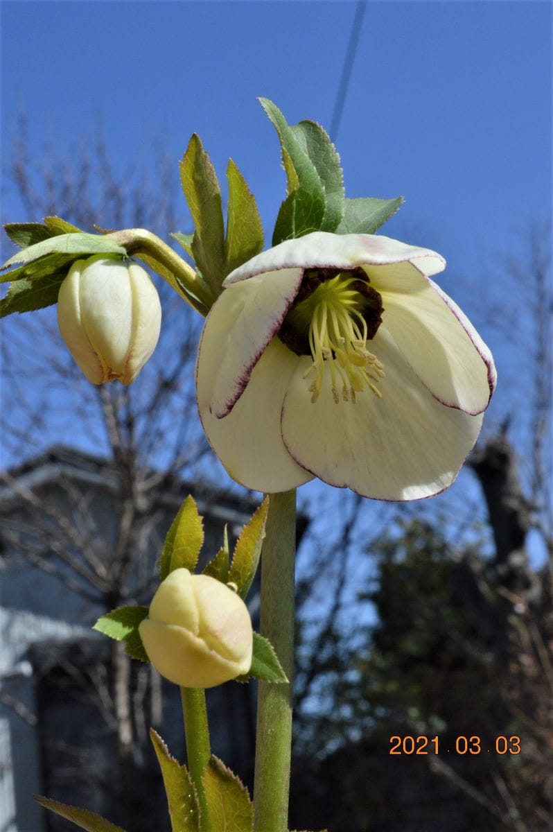 今咲いてる花　その１６