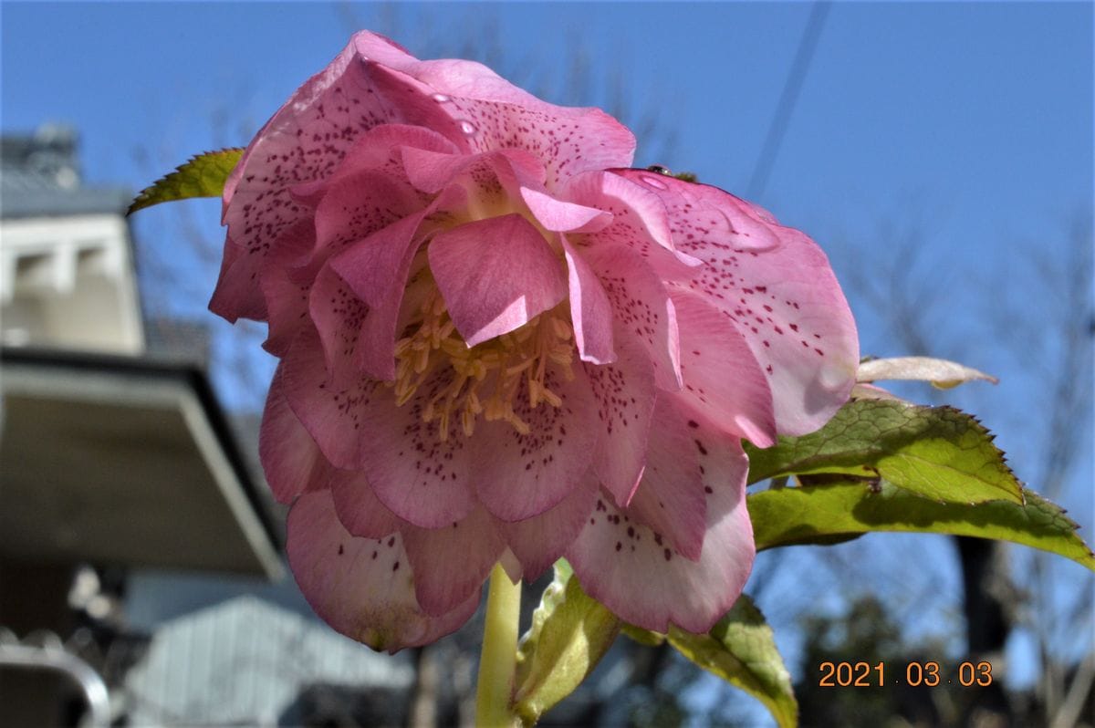 今咲いてる花　その１６