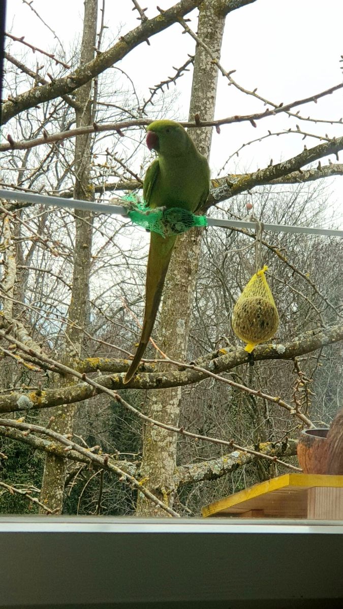 リス(薄茶)、野生のインコ　again👍