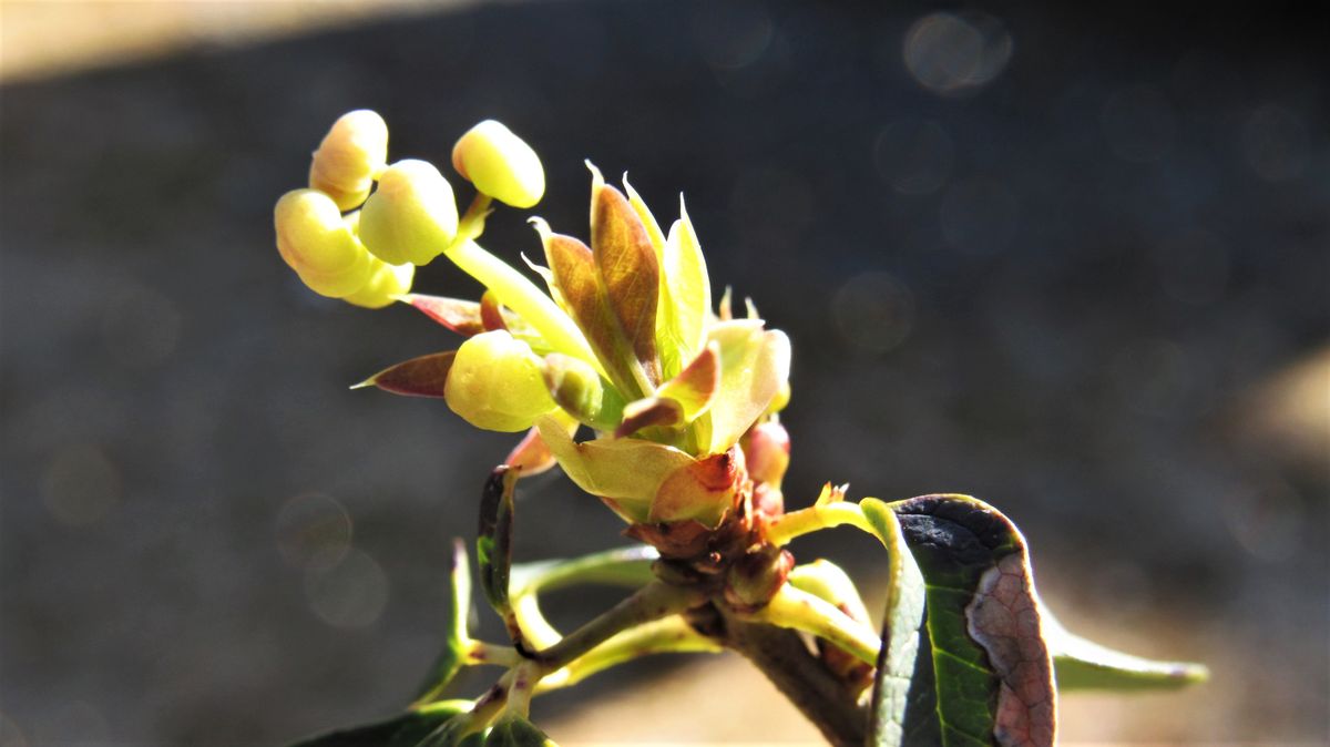 植替えの効果❔五葉アケビ