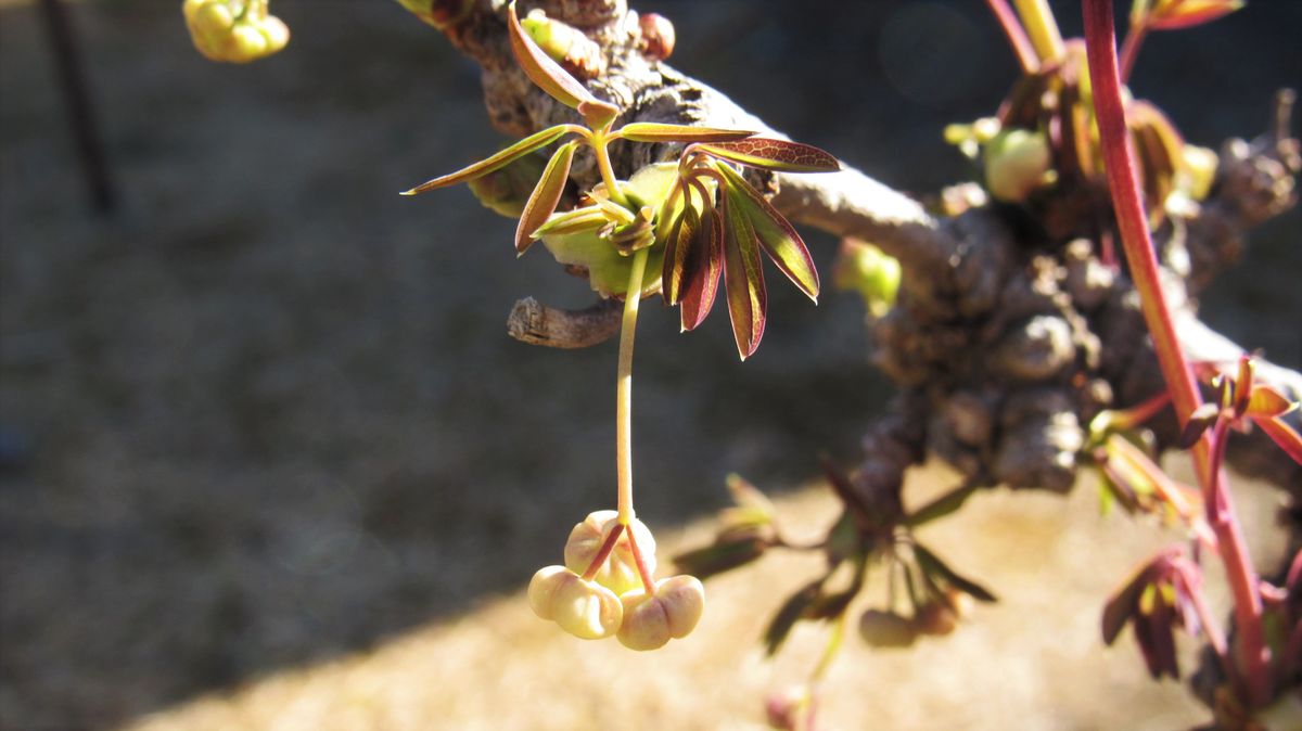 植替えの効果❔五葉アケビ