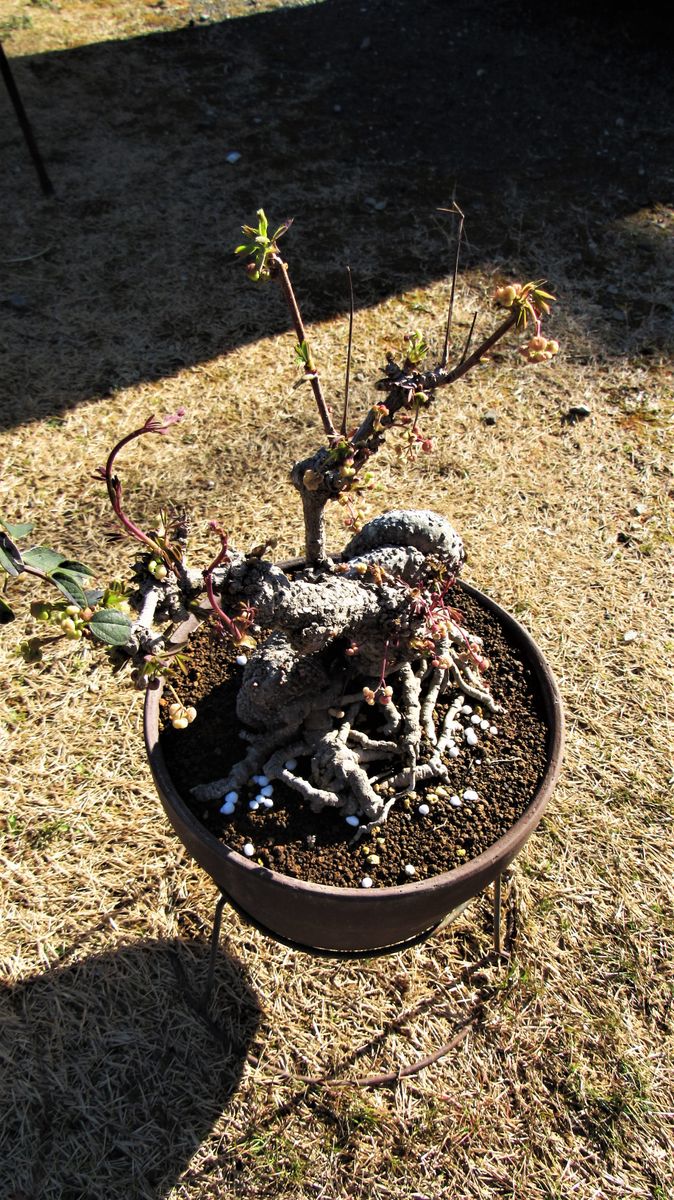 植替えの効果❔五葉アケビ