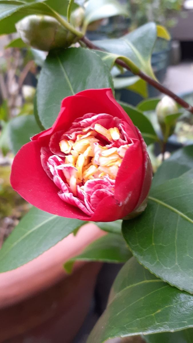 ふくおかルーバルガーデン5～春の🌸🌷庭たより…春の空～😣お天気心は落ち着かなくて❗