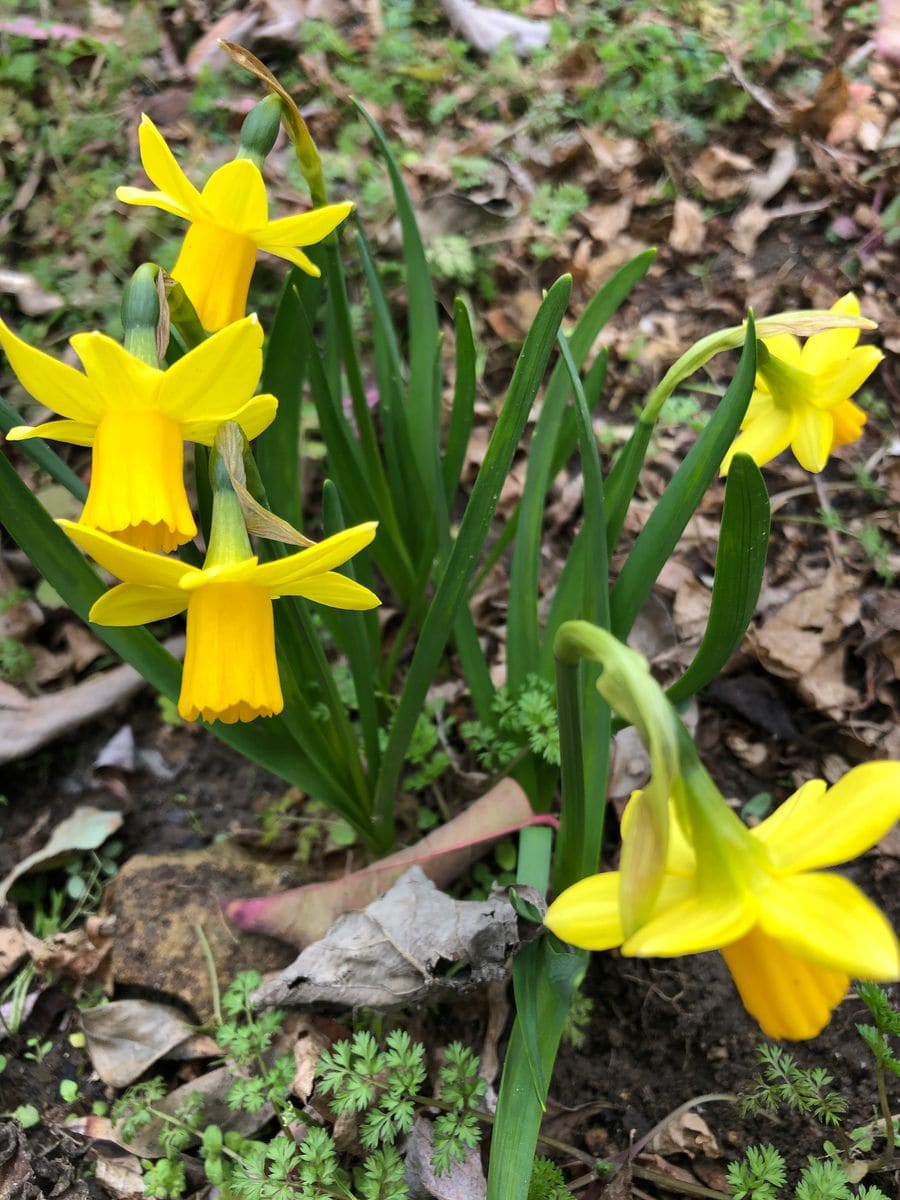 小さな花