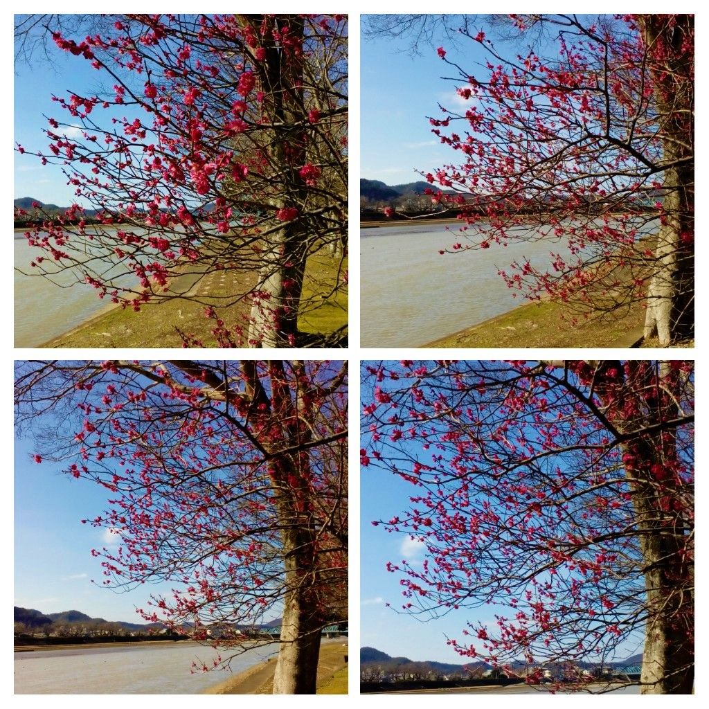 川沿いに咲く『紅梅』💖