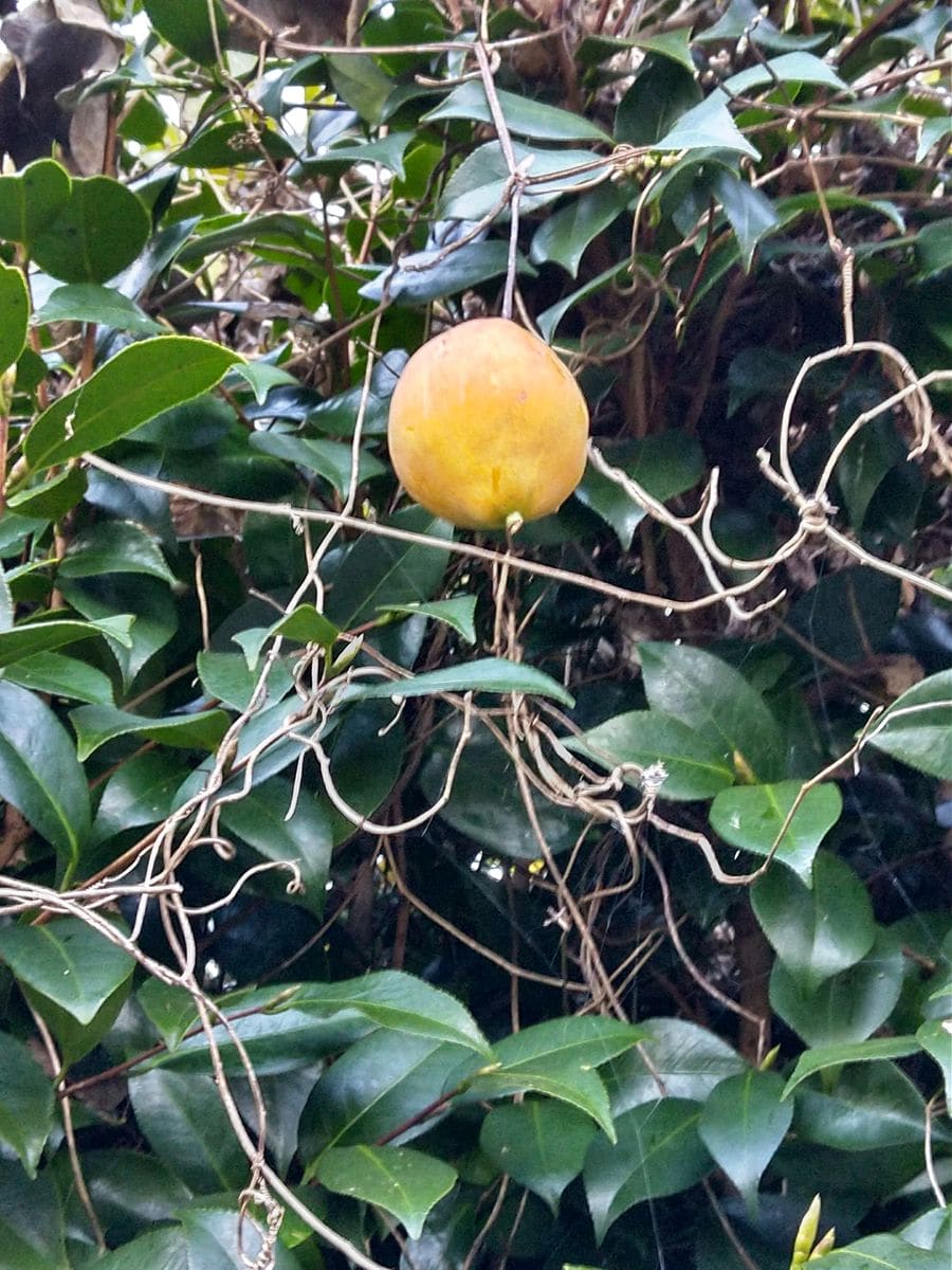 取りあえず植えてみる🌱