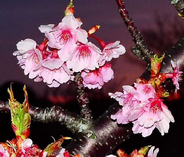 河津桜