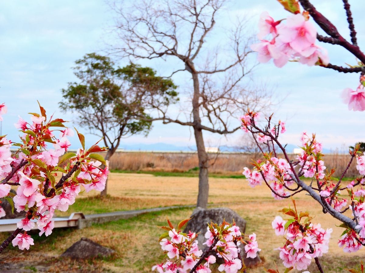 河津桜